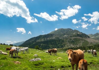 High pastures near Puigcerdà